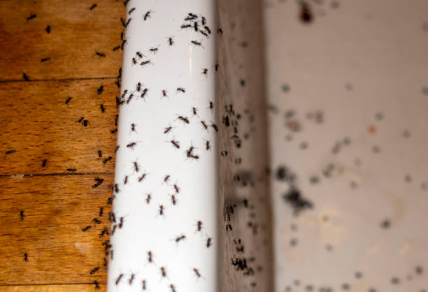 Best Mosquito Control Services  in Angola, IN