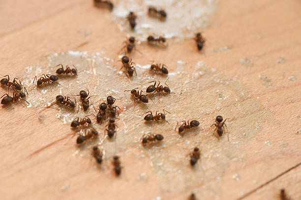 Best Termite Control Services  in Angola, IN